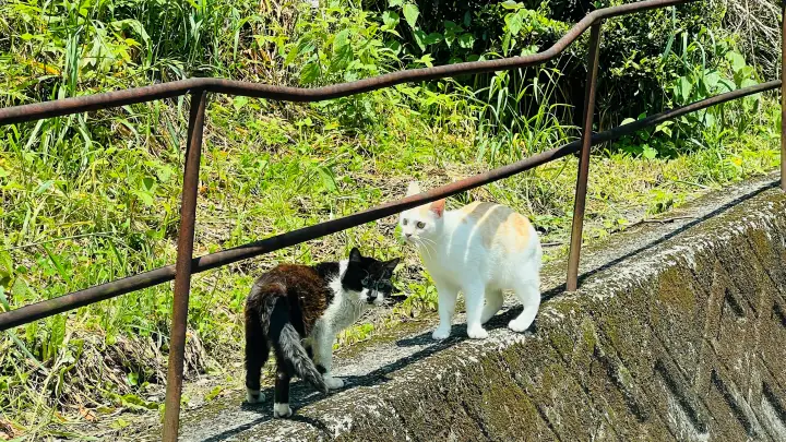 【高知・大豊町】国宝・豊楽寺薬師堂へペットと行ける？猫にも出会える静かな山里の癒し旅