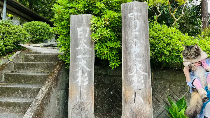 【猫と日本一の大杉へ】大豊町「杉の大杉」ペット同伴旅行レビュー｜駐車場・注意点・リアル体験記