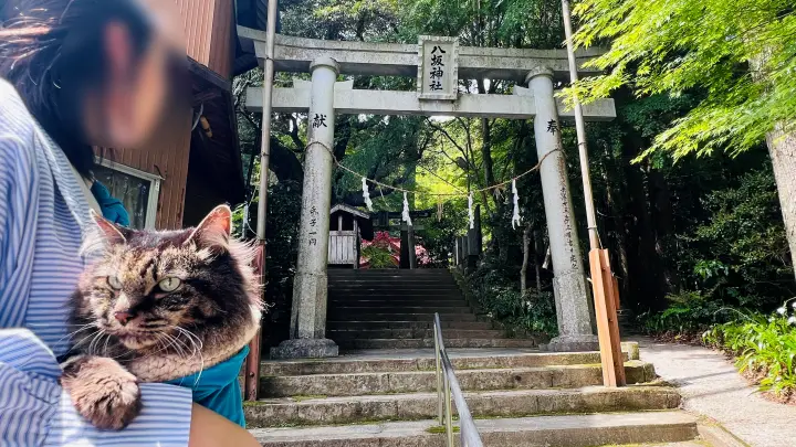 【猫と日本一の大杉へ】大豊町「杉の大杉」ペット同伴旅行レビュー｜駐車場・注意点・リアル体験記
