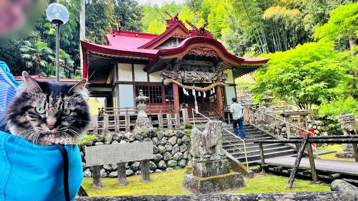 【猫と日本一の大杉へ】大豊町「杉の大杉」ペット同伴旅行レビュー｜駐車場・注意点・リアル体験記