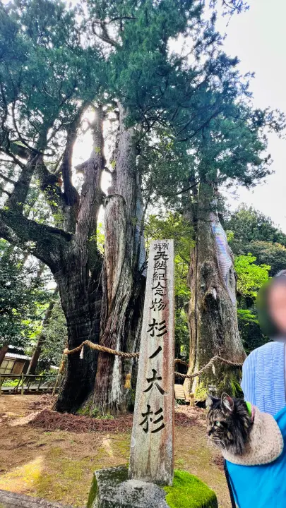 【猫と日本一の大杉へ】大豊町「杉の大杉」ペット同伴旅行レビュー｜駐車場・注意点・リアル体験記