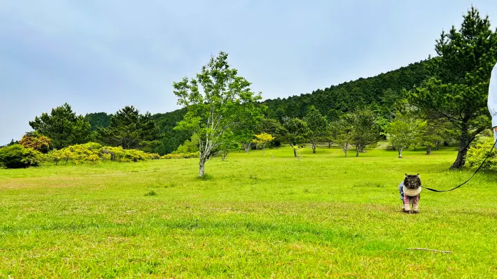 【ペットと絶景散歩】甫喜ヶ峰森林公園を徹底ガイド|展望台・自然・ハイキング満喫レビュー