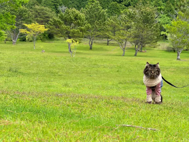 【ペットと絶景散歩】甫喜ヶ峰森林公園を徹底ガイド|展望台・自然・ハイキング満喫レビュー