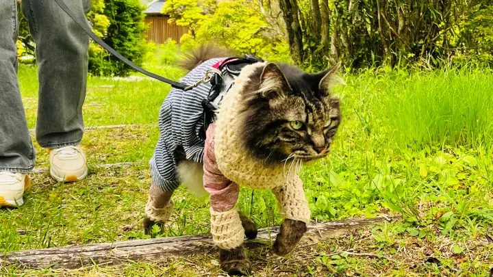 甫喜ヶ峰森林公園 展望台へ歩くトラちゃん