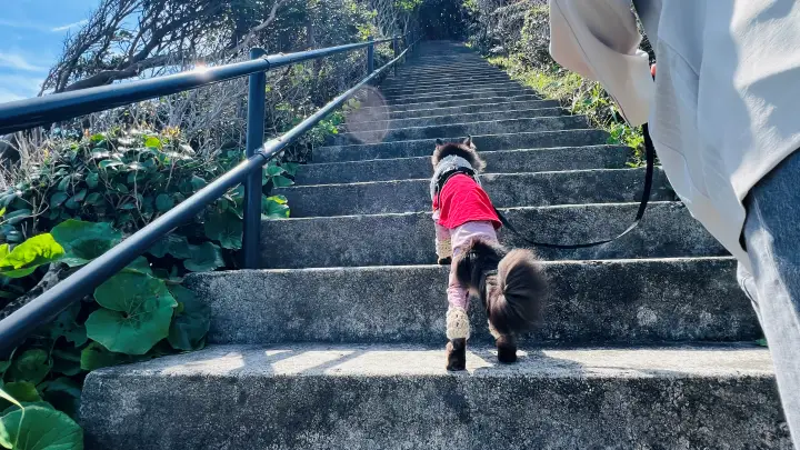 かもだ岬 猫（ペット）と灯台へ続く階段