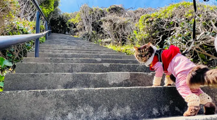 かもだ岬 猫（ペット）と灯台へ続く階段