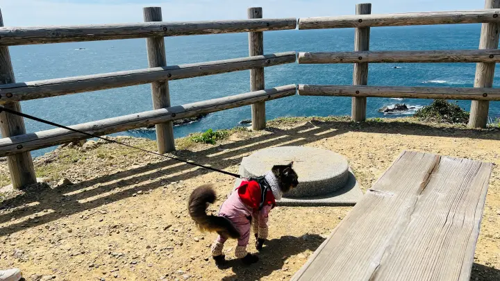 かもだ岬 猫（ペット）と展望所