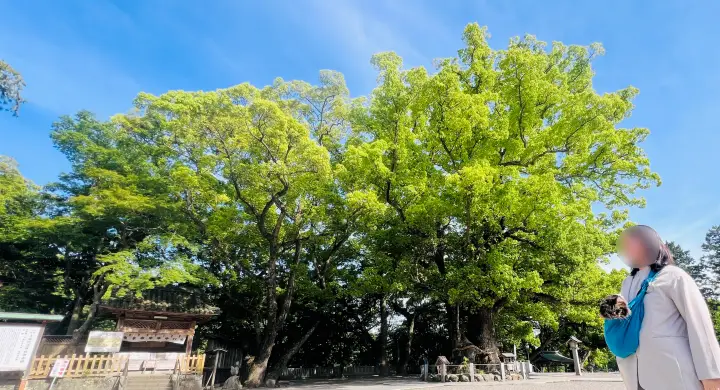 大麻比古神社 猫ペット同伴 楠とトラちゃん