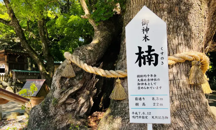 大麻比古神社 猫ペット同伴 楠