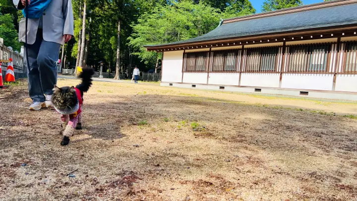 大麻比古神社 猫ペット 境内を散歩