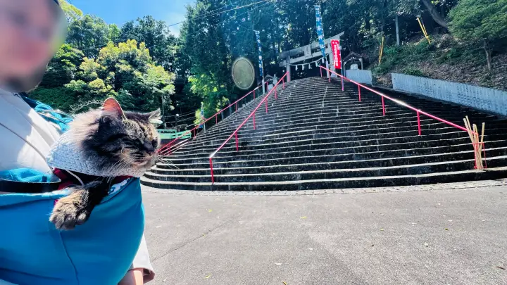津峯神社 入り口 猫(ペット)