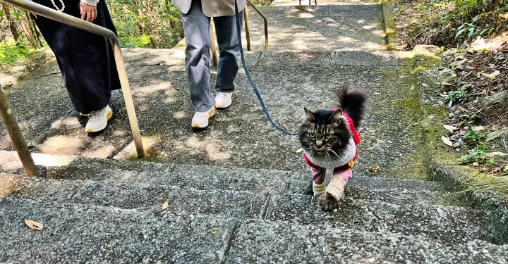 津峯神社 猫(ペット)と徒歩で行く
