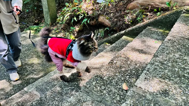津峯神社 猫(ペット)と徒歩で行く