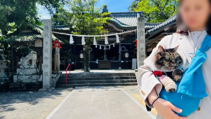津峯神社 本殿境内 猫(ペット)