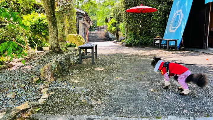 津峯神社 猫(ペット) 参道