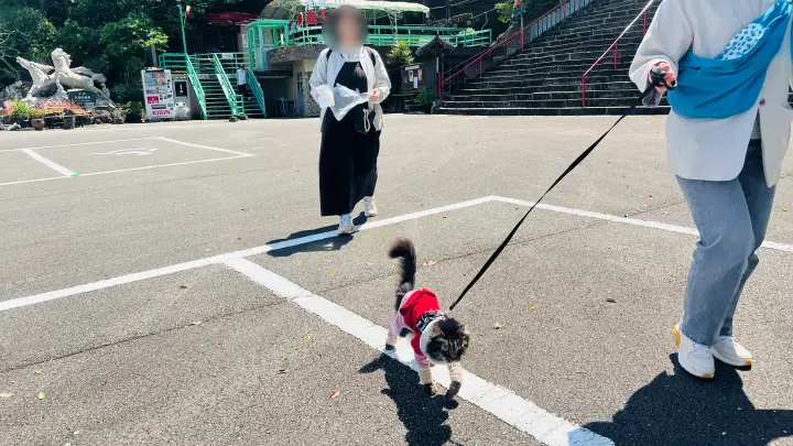 津峯神社 駐車場 猫(ペット)