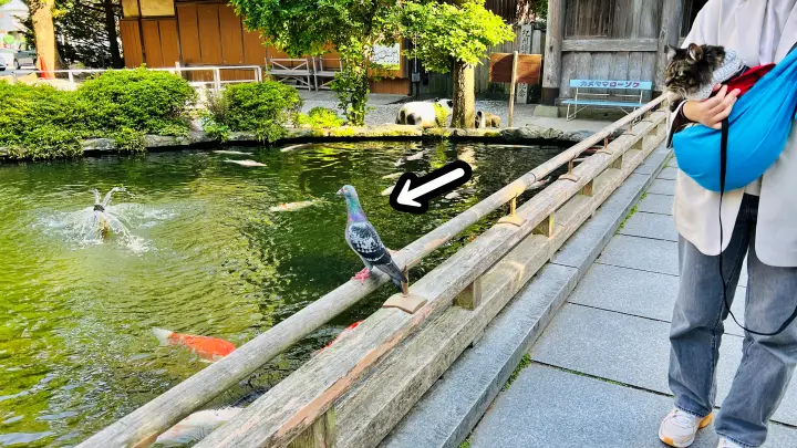 霊山寺 池の鯉と鳩と猫（ペット）