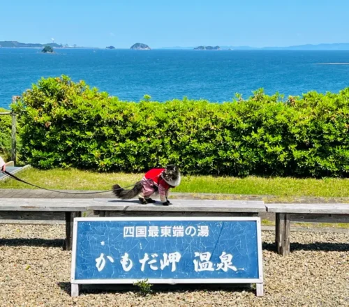 かもだ岬温泉 猫（ペット）と記念写真