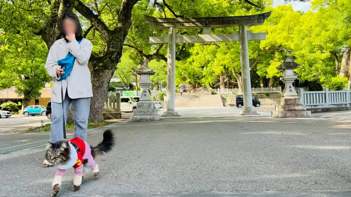 大麻比古神社 猫ペット同伴 神秘的な参道を歩く猫