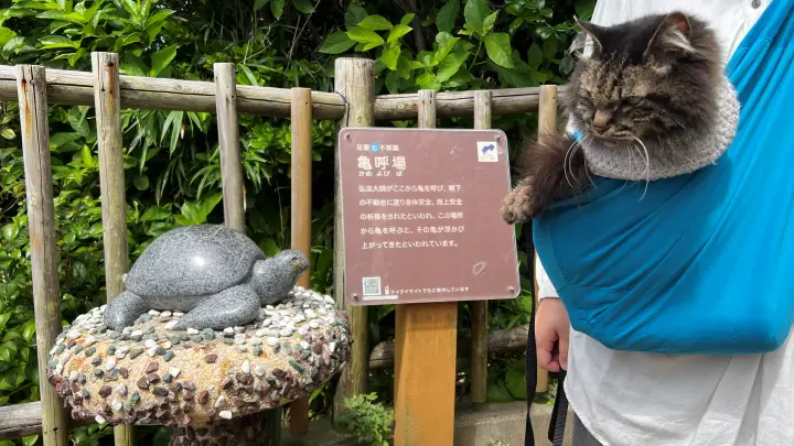足摺岬 七不思議の亀呼場