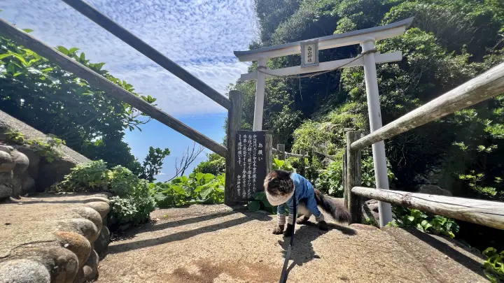 白山神社と猫