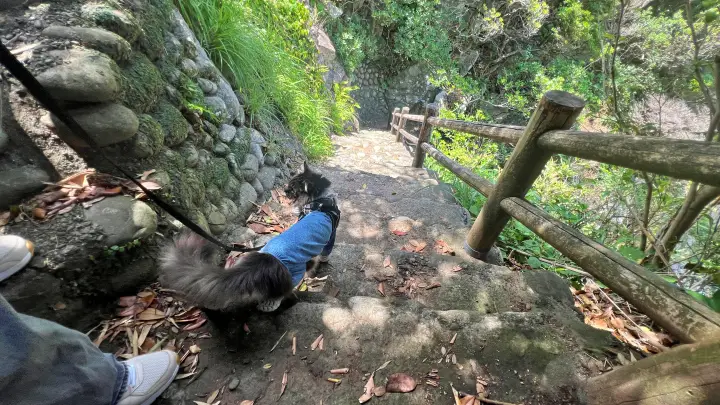 白山洞門へと続く階段