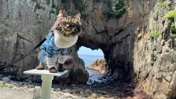 【足摺岬・白山洞門】猫（ペット）と絶景散歩！日本最大級の海蝕洞門を実際に歩いてみた
