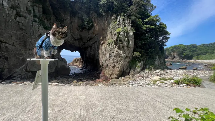 白山洞門と猫のトラちゃん(ペット)