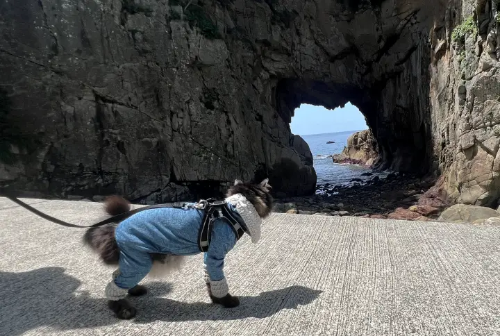 白山洞門と猫(ペット)