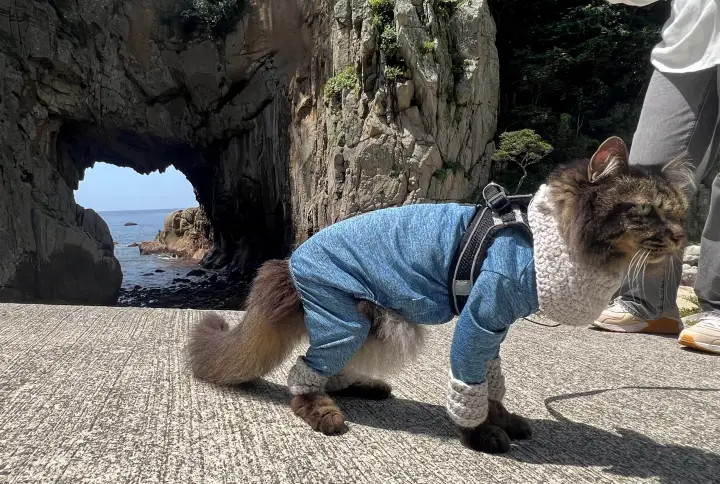 白山洞門と猫のトラちゃん(ペット)