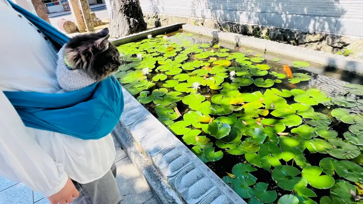 金剛福寺 入り口 猫(ペット)と参拝
