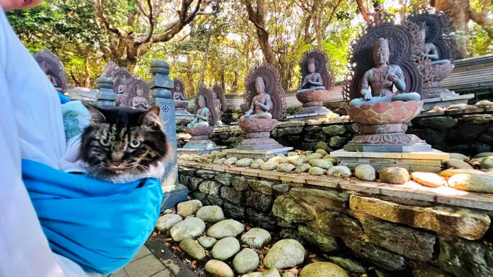 金剛福寺 108体の仏像 猫(ペット)