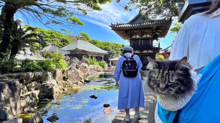 金剛福寺 池泉庭園 猫(ペット)