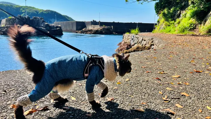 【松尾漁港・青の洞窟・海老洞】猫(ペット)と行く遊歩道
