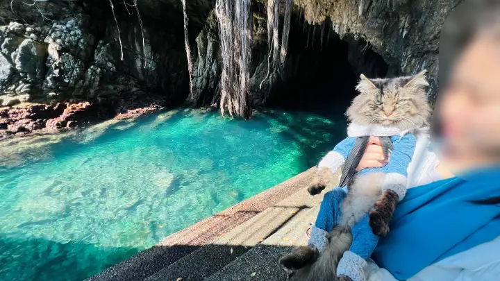 【松尾漁港・青の洞窟・海老洞】猫(ペット)と行く