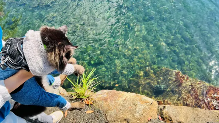 【松尾漁港・青の洞窟・海老洞】猫(ペット)と行く