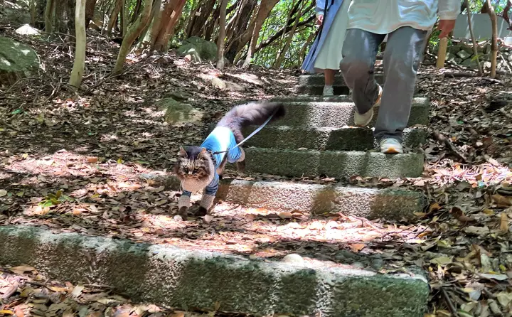 竜宮神社への行き方