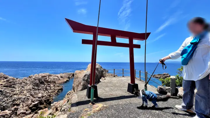 竜宮神社 猫(ペット)