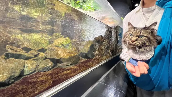 足摺海洋館SATOUMI ペットと行ける水族館