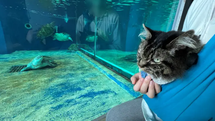 足摺海洋館SATOUMI ペットと行ける水族館