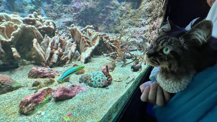 足摺海洋館SATOUMI ペットと行ける水族館