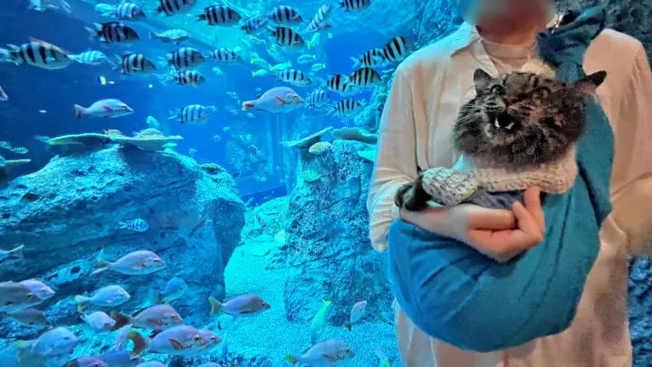 足摺海洋館SATOUMI ペットと行ける水族館