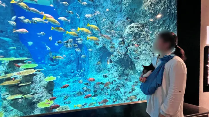 足摺海洋館SATOUMI ペットと行ける水族館