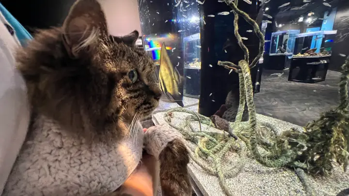 足摺海洋館SATOUMI ペットと行ける水族館