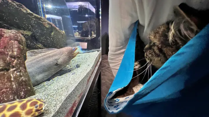 足摺海洋館SATOUMI ペットと行ける水族館