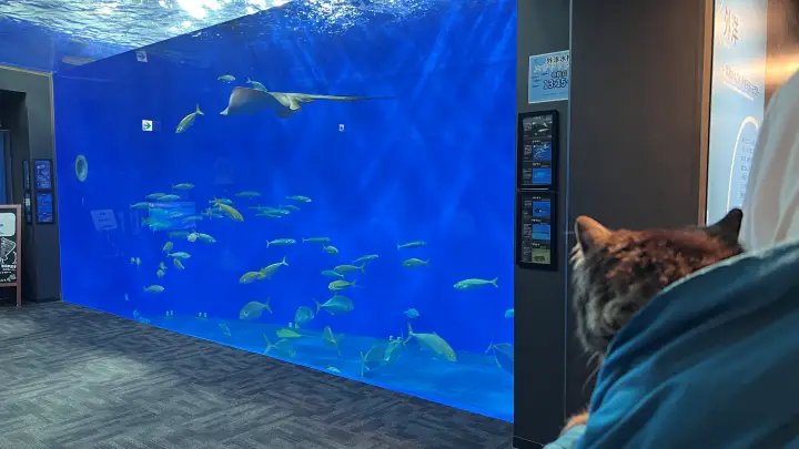 足摺海洋館SATOUMI ペットと行ける水族館