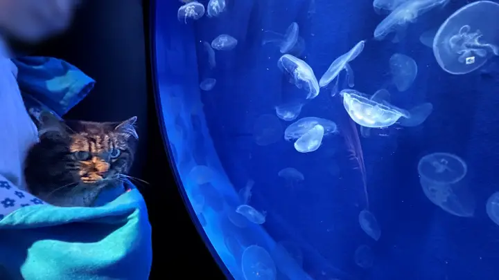足摺海洋館SATOUMI ペットと行ける水族館