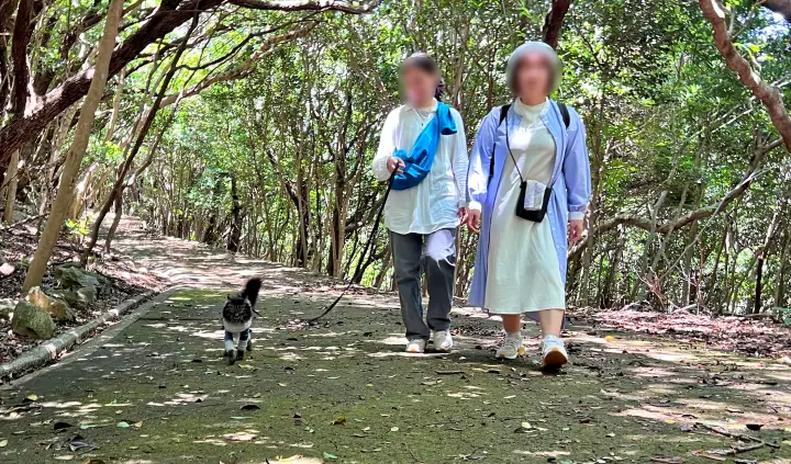 竜宮神社へ向かう道を歩く愛猫トラちゃん