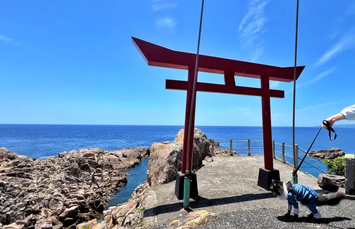 愛猫トラちゃんと訪れた足摺岬の竜宮神社と太平洋の絶景