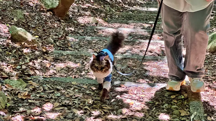 竜宮神社へ続く階段を歩く愛猫トラちゃん